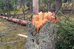 Wege im Nationalpark trotz Sturm begehbar