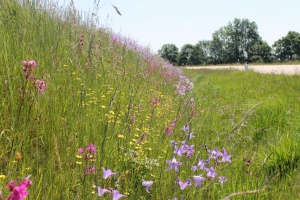 Biologische Vielfalt in der Kommune