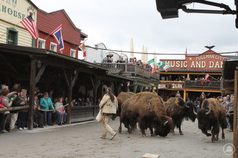 Ein Highlight der American History Show waren die großen Büffel, die durch die Main Street zwischen den Zuschauern hindurchgeführt wurden.