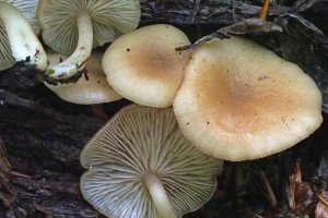 Pilz hielt sich 34 Jahre lang versteckt