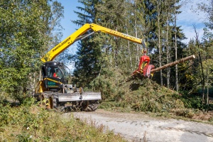 Mehr Platz und Licht für Grau-Erlen