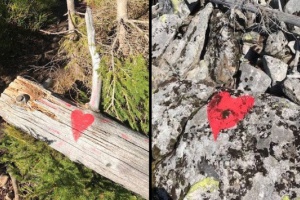 Wildwuchs im Nationalpark