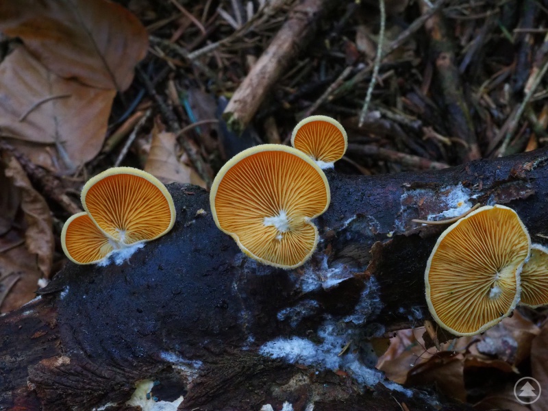 Der Orangeseitling (Phyllotopsis_nidulans) wächst an diversen abgestorbenen Laubhölzern, wie zum Beispiel Buche und Weiden.