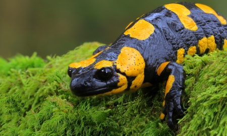 Der Feuersalamander - ein heimisches Amphibium