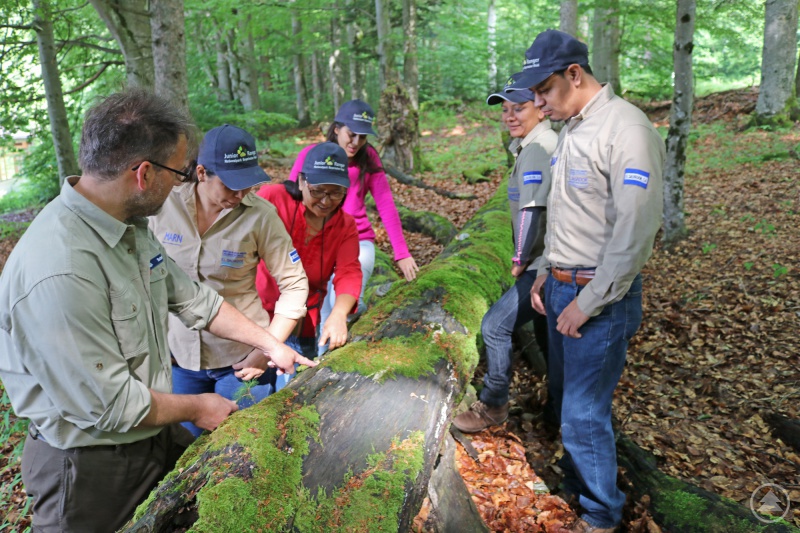 Ranger Mario Schmid (l.) erläuterte den Gästen aus El Salvador anhand einer jungen Fichte auf einem abgestorbenen Baumstumpf den Gedanken „Natur Natur sein lassen“.