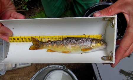 Groß angelegte Kartierung der Bachforellen in der Region