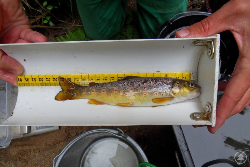 An über 200 Standorten werden in den kommenden drei Jahren die Bachforellen im Böhmerwald genau untersucht.