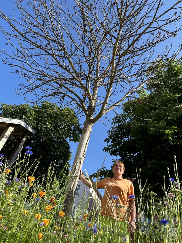 Martina Meisetschläger sucht im Namen des Gründaumenteams nach einem neuen Schattenspender für den Schönberger Marktplatz. Wer hilft mit? Frau in orangem T-Shirt steht in einer Blumenwiese vor einem kahlen Baum mit blauem Himmel im Hintergrund.
