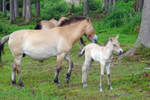Nachwuchs bei den Wildpferden