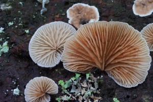 Manche Pilze mögen es frostig