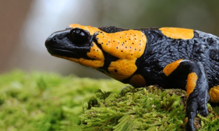 Tierischer Frühlingsbote