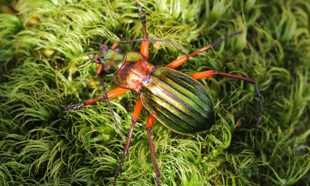 Goldglänzender Laufkäfer