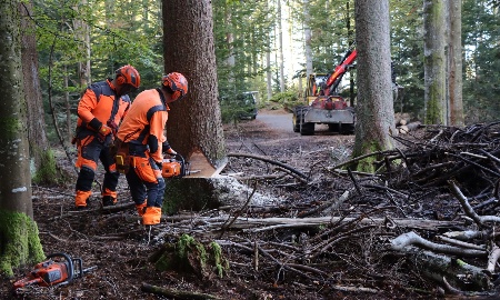 Umfangreiche Verkehrssicherung im Tier-Freigelände Neuschönau