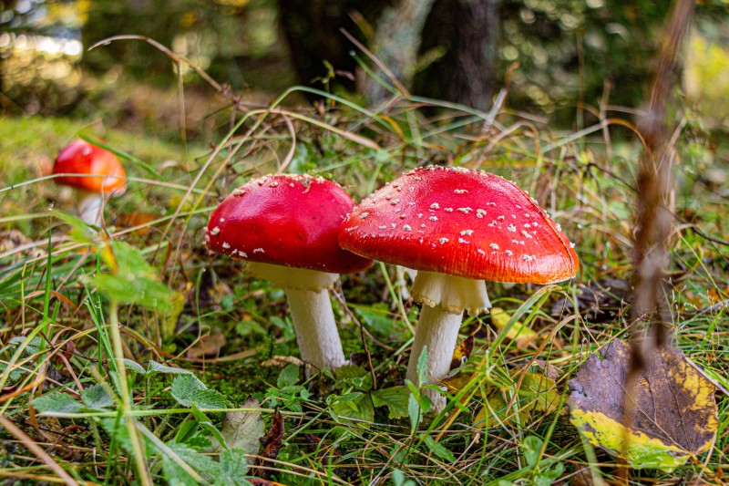 Flyer/Grafik zum Event: Nationalpark exklusiv – Den Fadenwesen auf der Spur am Do., 11.09.2025 ab 16:00 Uhr