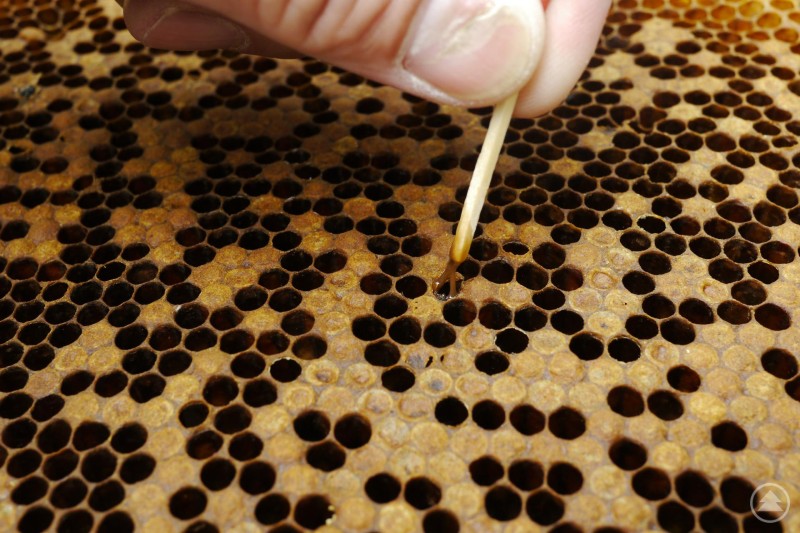 Die sogenannte Streichholzprobe zeigt den Verdacht auf Amerikanische Faulbrut bei Bienenvölkern Eine Hand führt ein Streichholz in eine geöffnete Wabenzelle, um die typische „Streichholzprobe“ auf die Amerikanische Faulbrut bei Bienen durchzuführen.