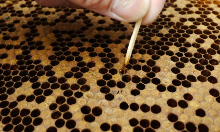 Bekämpfung der Amerikanischen Faulbrut: Imker müssen Anzeigepflicht beachten