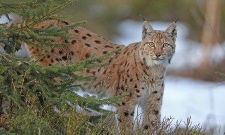 Umzug bei den Luchsen im Nationalpark Bayerischer Wald