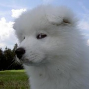 Verhaltensberatung für Hunde / Hundetraining / Hundeschule