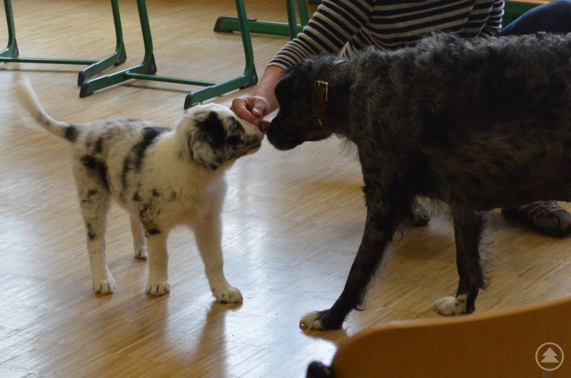 Die Therapiehunde bei der verdienten Pause nach einem anstrengenden Arbeitstag.