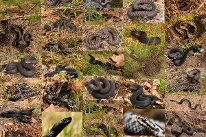 Den Kreuzottern auf der Spur