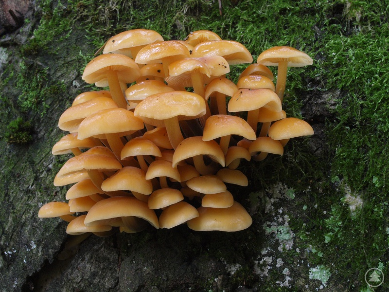 Sehr frostresistent und auch essbar ist der Wintersamtfußrübling (Flammulina_velutipes). Er wächst auf Laubhölzern wie Weiden, Pappel, Ahorn, Buche oder Eiche.