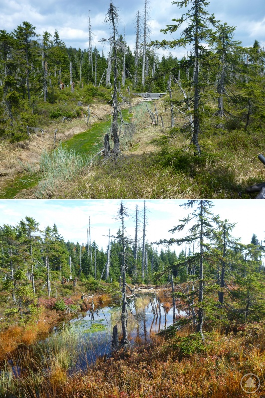Erfolge bei der Renaturierung zeigt dieses Vorher-Nachher-Bild vom Tieffilz im Lusengebiet.