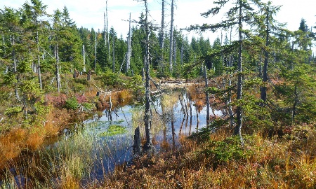 Moor-Renaturierungen auf der Zielgeraden