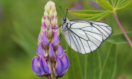 Bayerwald-Jahreswetter 2022