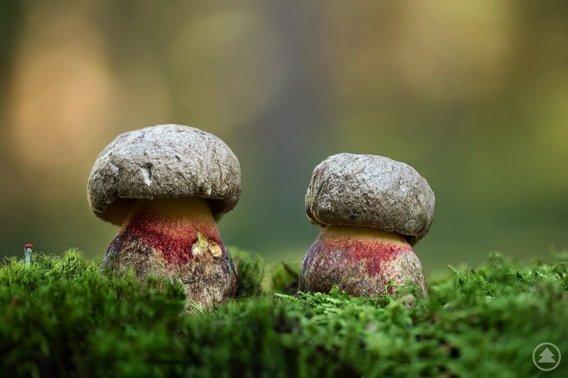 Junge Satanspilze Junge Satanspilze