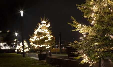 Weihnachtlicher Lichterglanz in Deggendorf: Christbäume sorgen für festliche Stimmung