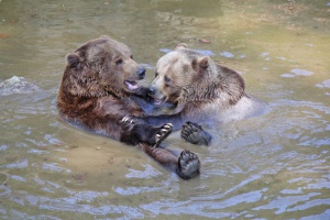 Jungbären treffen erstmals auf Benny