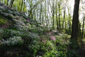 Blühwiesen in der Stadt Passau