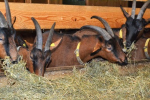 RegioMahl: Bio-Ziegenhof Beck