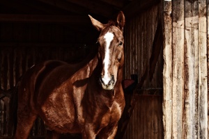Pferd büxt aus und wird von Pkw erfasst