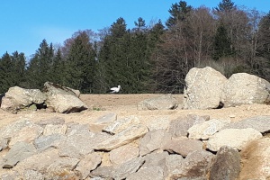 Die Freyunger sind auf den Storch gekommen