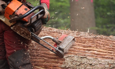 Angespannte Borkenkäfersituation