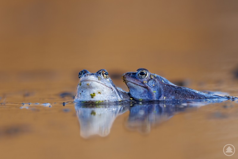 Zwei blau gefärbte Moorfrösche schwimmen an der Wasseroberfläche eines Tümpels. Der Moorfrosch ist der Lurch des Jahres 2025, in Brandenburg ist diese Art noch weiter verbreitet.