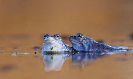 Die Akte „Moorfrosch“ kann noch nicht geschlossen werden