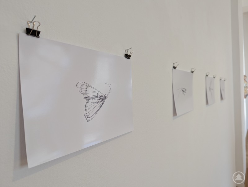 Insekten 7-teilige Serie mit Zeichnungen auf Fotopapier 