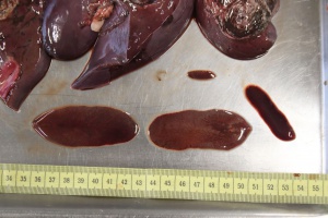 Grenzüberschreitend dem Leberegel auf der Spur