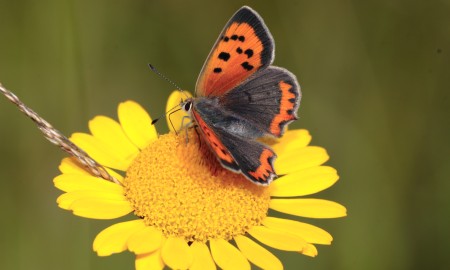 Naturschutz: Schmetterlinge als Spiegel der Natur