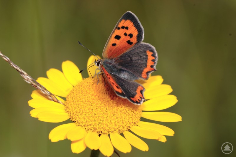 Kleiner Feuerfalter auf einer Blüte. Ein orange-schwarzer Kleiner Feuerfalter sitzt auf einer gelben Blüte.