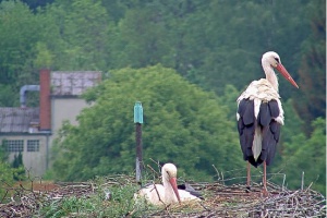 Die Storchendame ist Grafenau treu geblieben