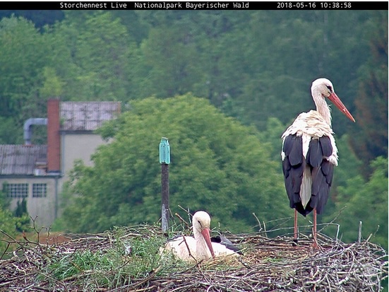 Die Storchendame, die im Nest auf dem Dach der Grafenauer Nationalparkverwaltung brütet, ist das gleiche Weibchen, das auch schon im vergangenen Jahr da war.