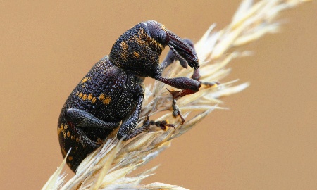 Kleine Naturschätze im Visier