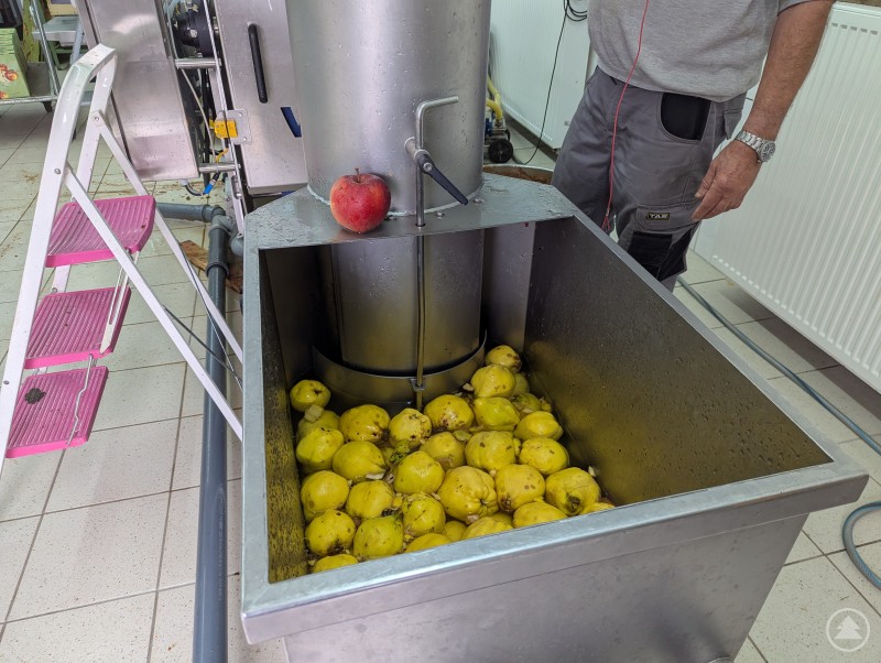 In der Äpfel werden vor dem Saftpressen gereinigt