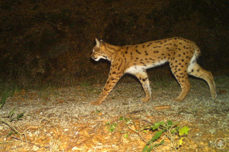 Mittels Fotofallen können Luchse beim grenzüberschreitenden Monitoring nachgewiesen werden. Ein Eurasischer Luchs läuft nachts über einen schmalen Waldweg. Das Tier ist seitlich zu sehen, das gefleckte Fell und die typischen Pinselohren sind gut erkennbar. Die Aufnahme stammt von einer Fotofalle im Waldgebiet der Nationalparke Bayerischer Wald und Šumava.