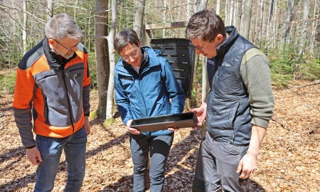 Borkenk&auml;fer Monitoring im Nationalpark Bayerischer Wald gestartet