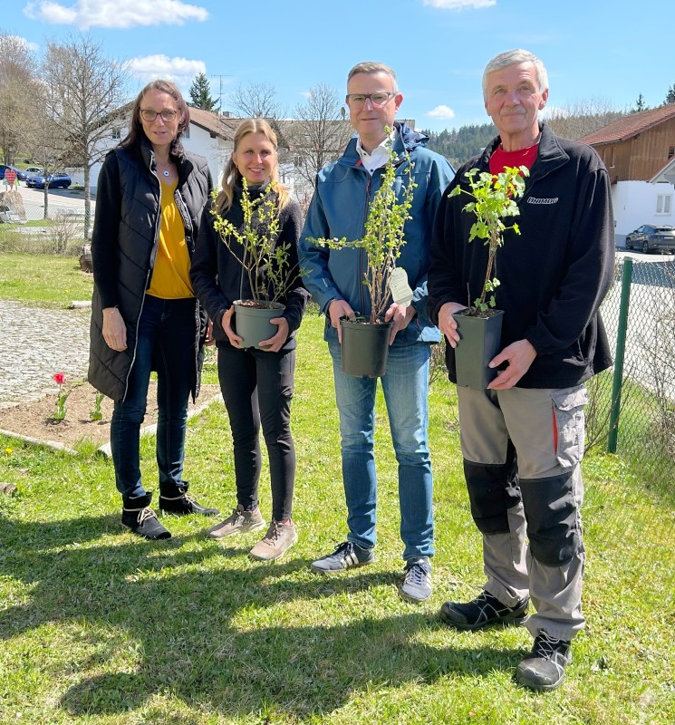 Gemeinsam für den Schulgarten (v. l. n. r.): Schulleiterin Kerstin Kraft-Braumandl, Kreisfachberaterin Lena Fröhler, Bürgermeister Andreas Waiblinger und Hausmeister Tom Czernoch bei der Übergabe der Beerensträucher für die Paul-Friedl-Mittelschule Riedlhütte. Vier Personen stehen im Freien und halten junge Beerensträucher in Pflanztöpfen in den Händen.