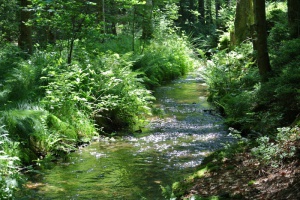 Die Ilzer Perle: Süffig, vor allem aber schützenswert